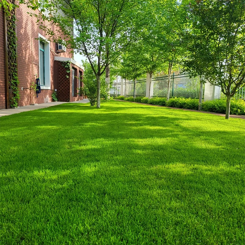 🌱2026 Evergreen Dwarf Grass Seed for Four Seasons